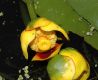 image of Nuphar variegata