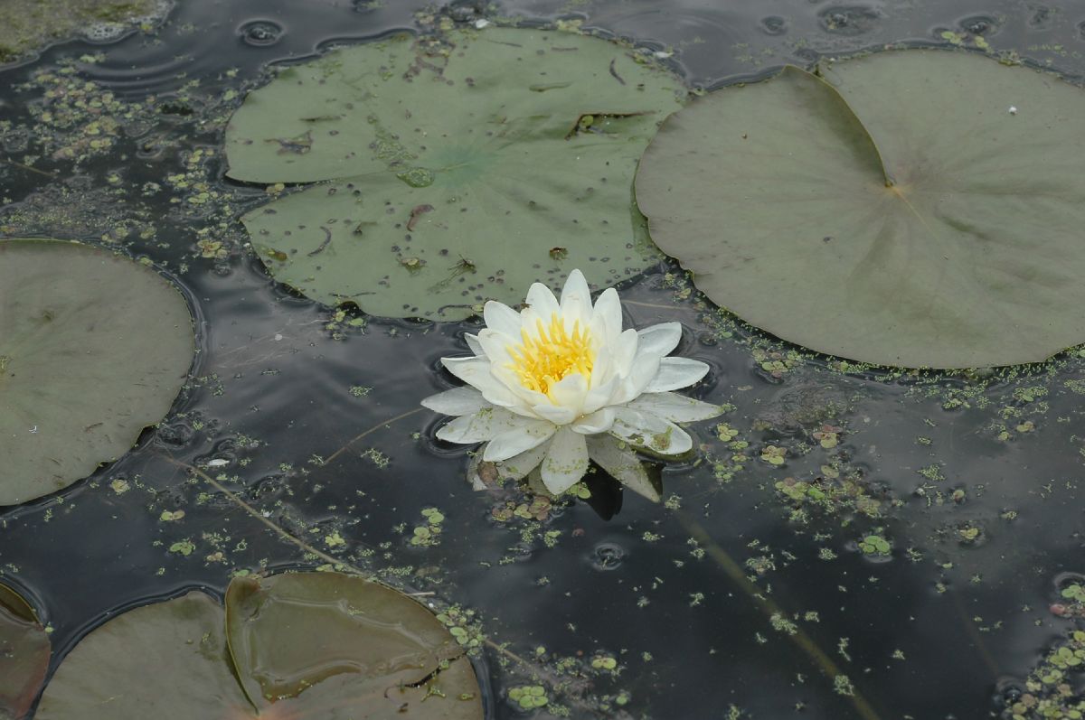 Nymphaeaceae Nymphaea odorata