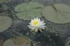 image of Nymphaea odorata