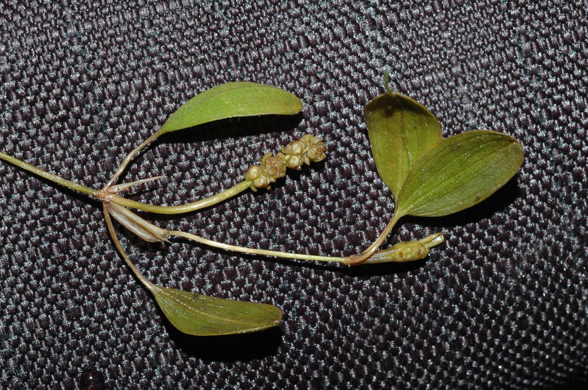 Potamogetonaceae Potamogeton 