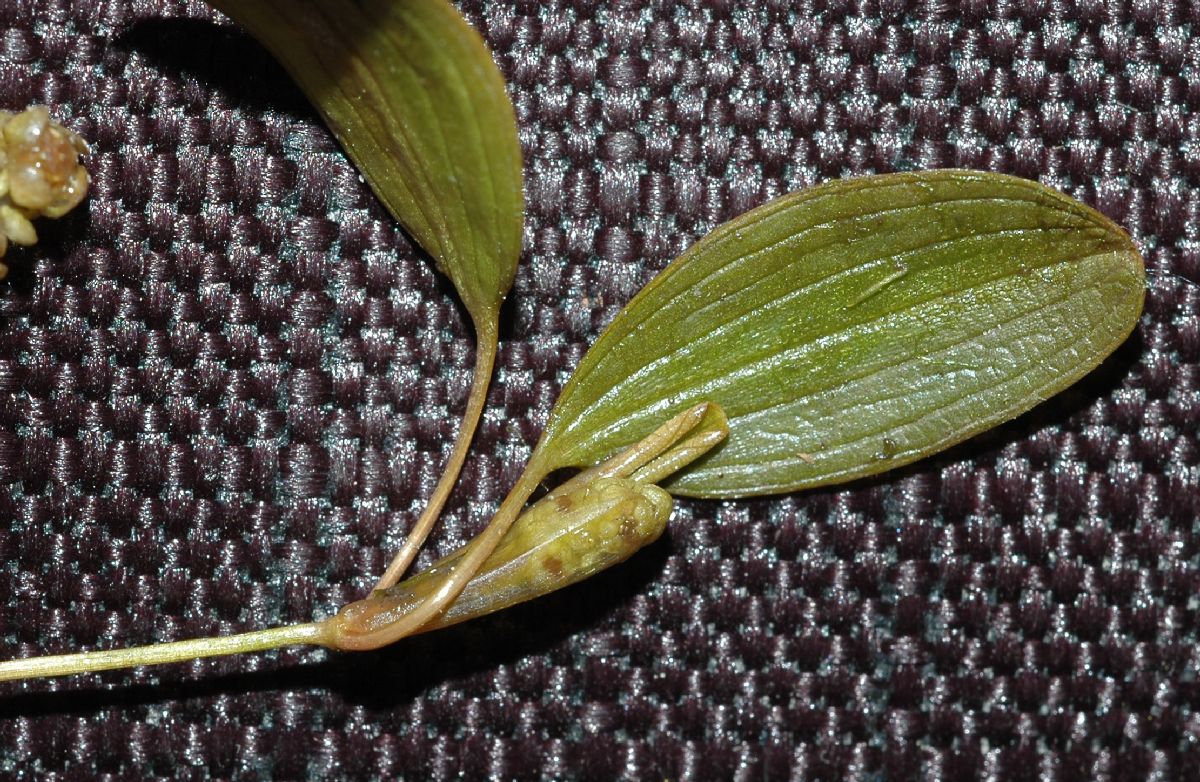 Potamogetonaceae Potamogeton 
