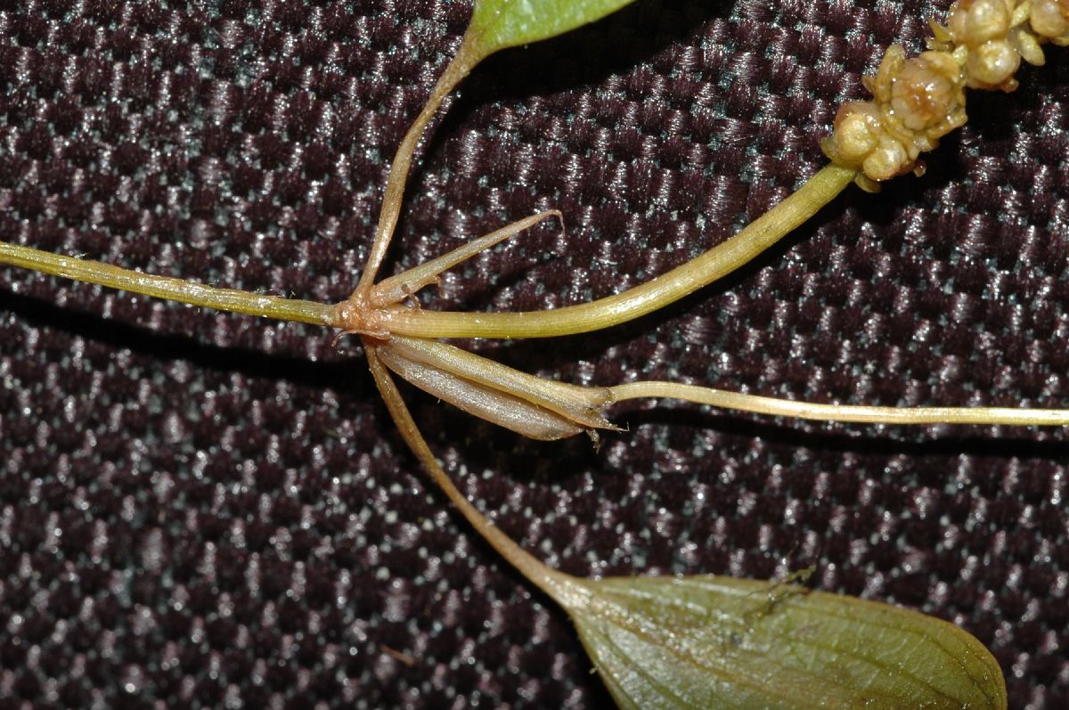 Potamogetonaceae Potamogeton 