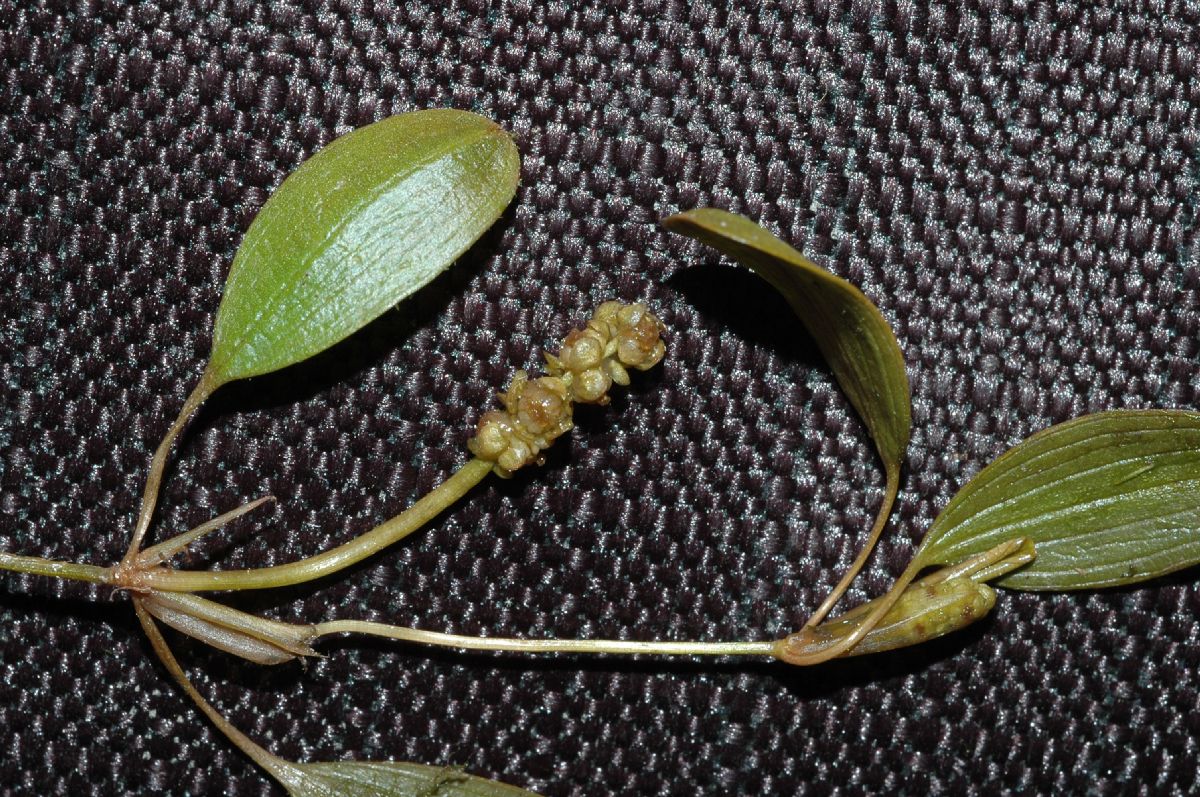 Potamogetonaceae Potamogeton 