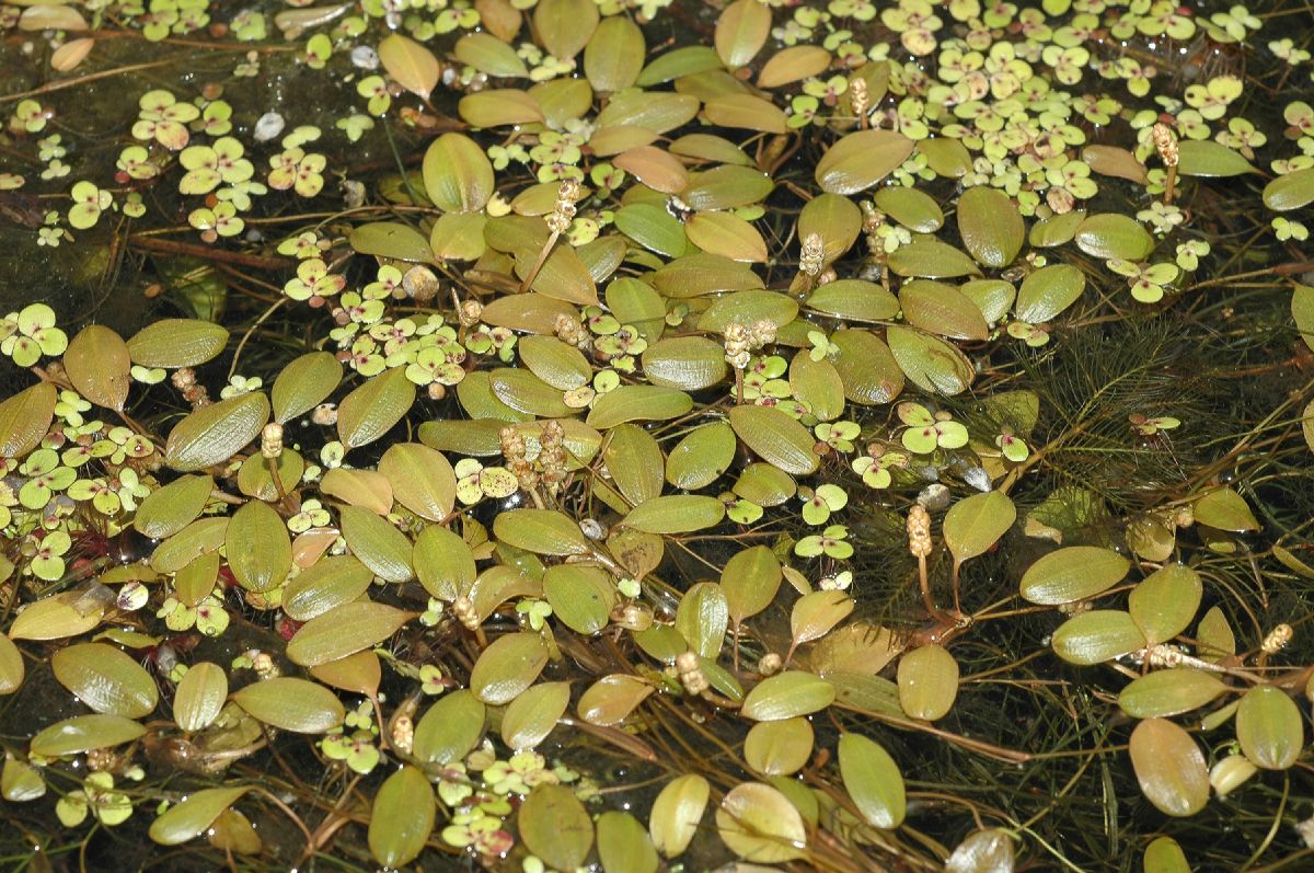 Potamogetonaceae Potamogeton 
