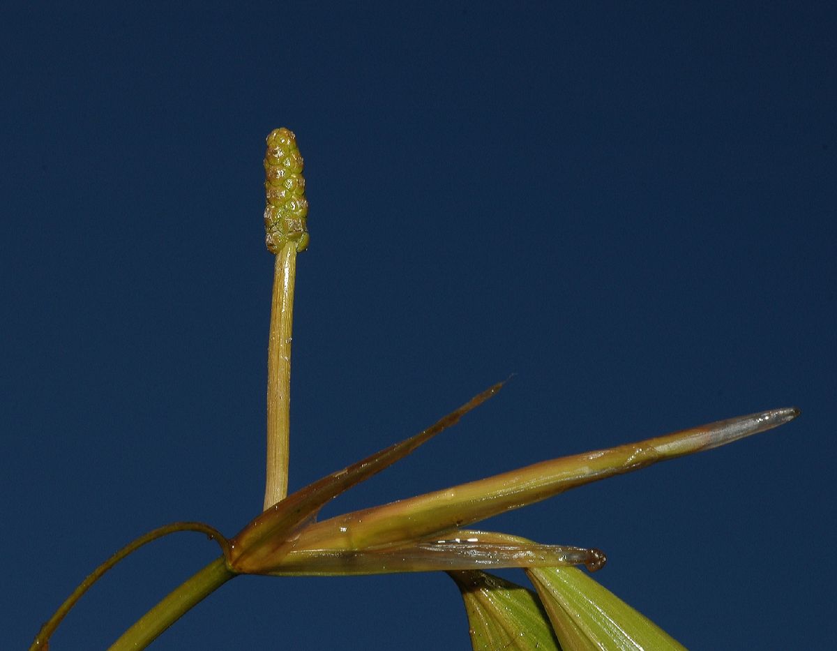 Potamogetonaceae Potamogeton 