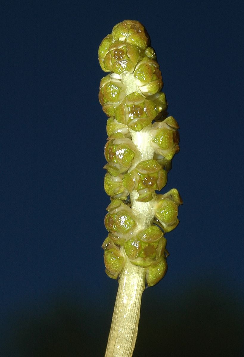 Potamogetonaceae Potamogeton 
