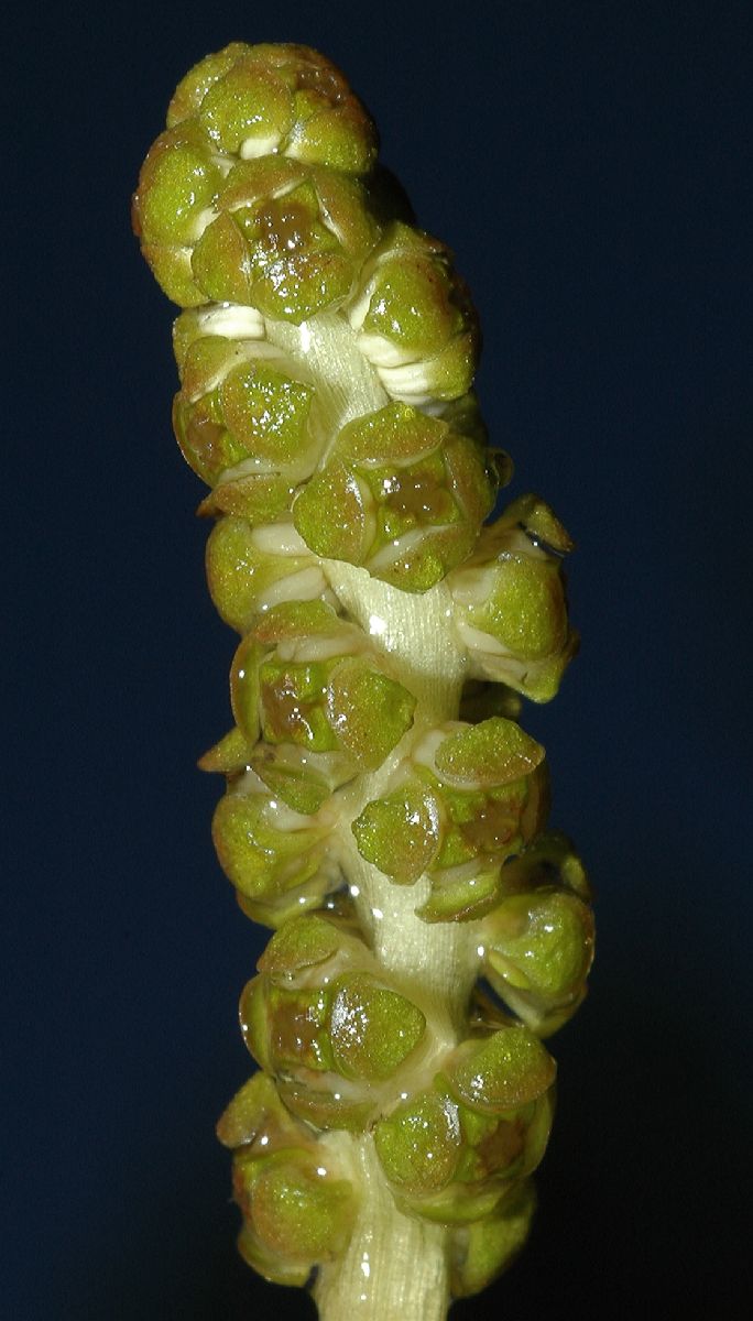 Potamogetonaceae Potamogeton 