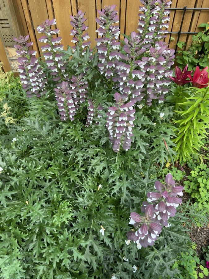 Acanthaceae Acanthus balanicus