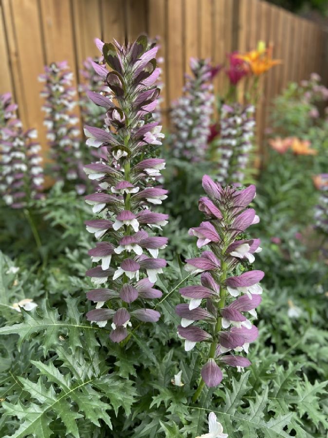 Acanthaceae Acanthus balanicus