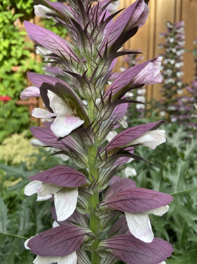 Acanthaceae Acanthus balanicus