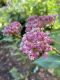 image of Asclepias incarnata