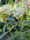image of Asclepias incarnata