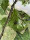 image of Liriodendron tulipifera