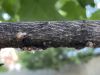 image of Liriodendron tulipifera