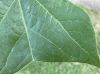 image of Liriodendron tulipifera