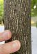 image of Liriodendron tulipifera