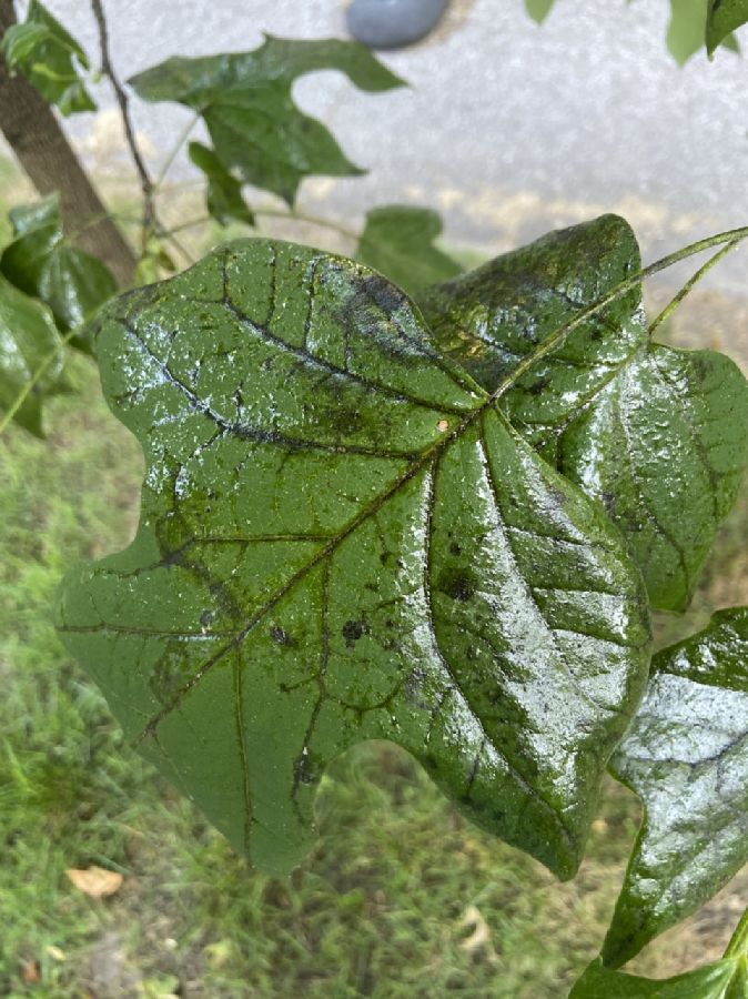 Magnoliaceae Liriodendron tulipifera