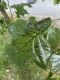 image of Liriodendron tulipifera