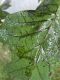 image of Liriodendron tulipifera