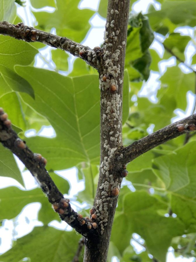 Magnoliaceae Liriodendron tulipifera