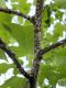 image of Liriodendron tulipifera