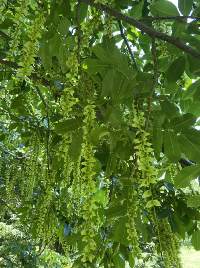 Juglandaceae Pterocarya fraxinifolia