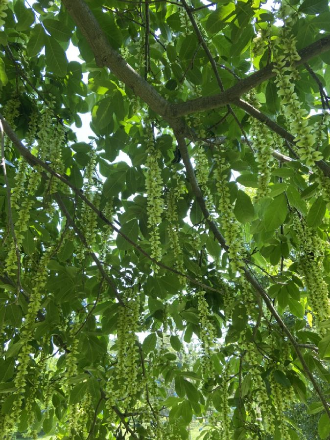 Juglandaceae Pterocarya fraxinifolia