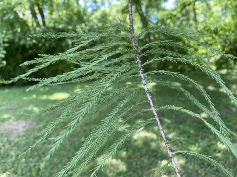 Cupressaceae Taxodium ascendens