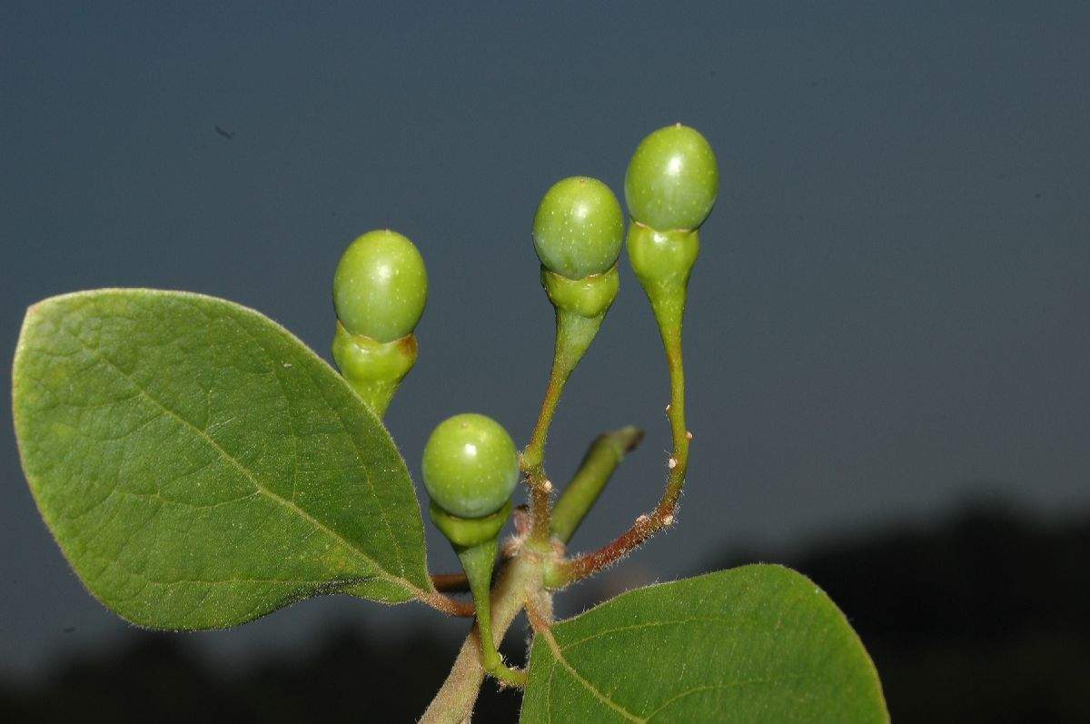 Lauraceae Sassafras albidum
