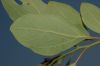 image of Sassafras albidum