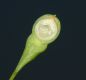 image of Sassafras albidum