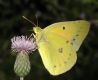 image of Colias eurytheme