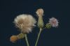 image of Cirsium arvense