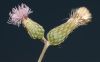 image of Cirsium arvense