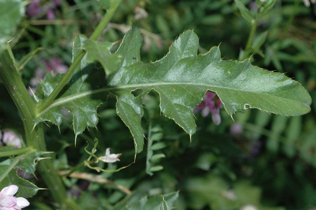 Asteraceae Cirsium arvense