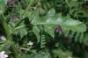 image of Cirsium arvense