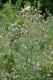 image of Cirsium arvense