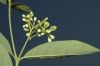 image of Apocynum cannabinum