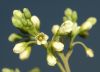 image of Apocynum cannabinum