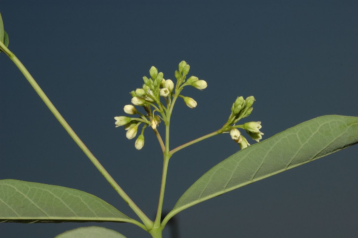 Apocynaceae Apocynum cannabinum