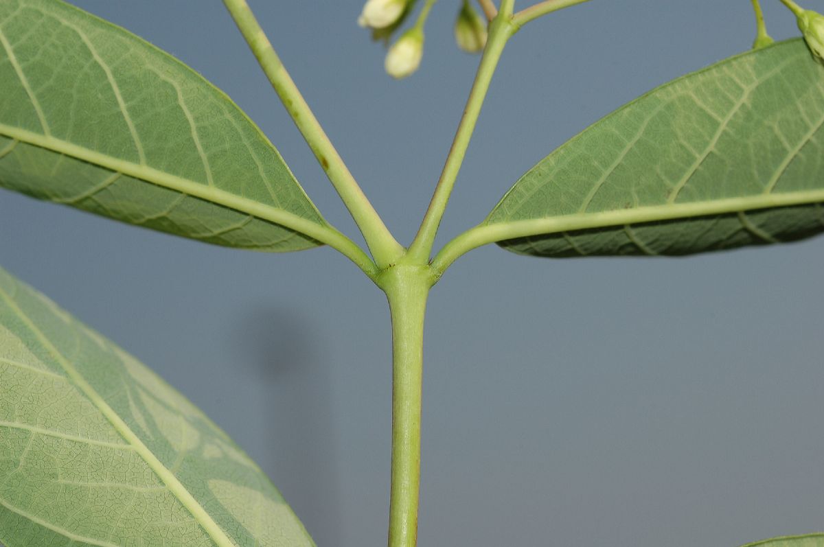 Apocynaceae Apocynum cannabinum