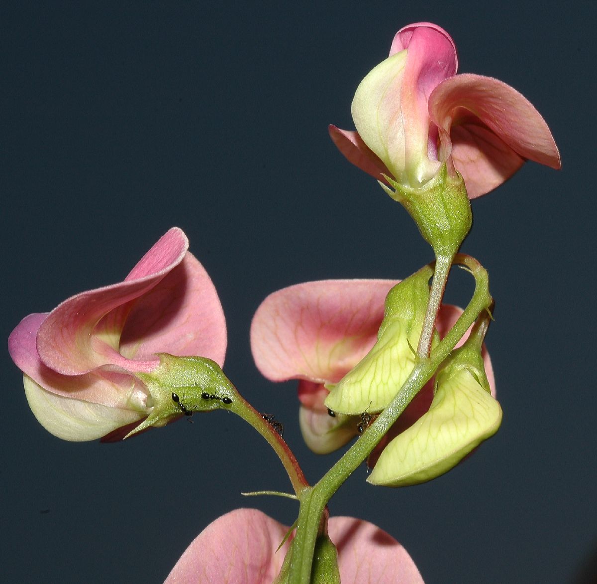 Fabaceae Lathyrus latifolius