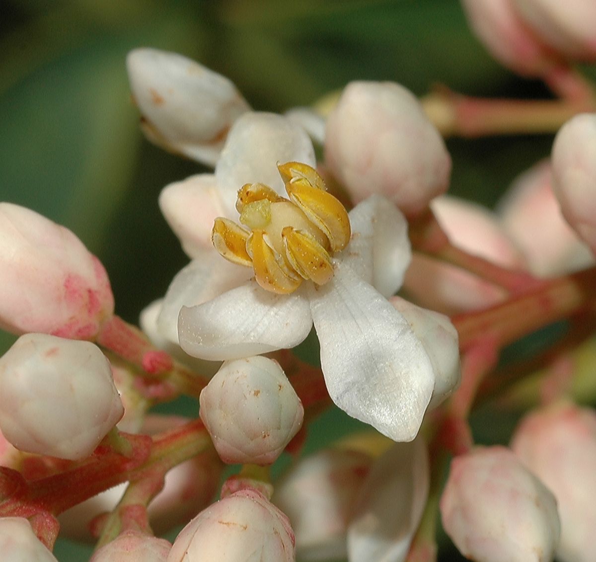 Berberidaceae Nandina domestica