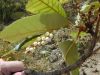 image of Clethra 