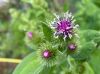 image of Arctium minus