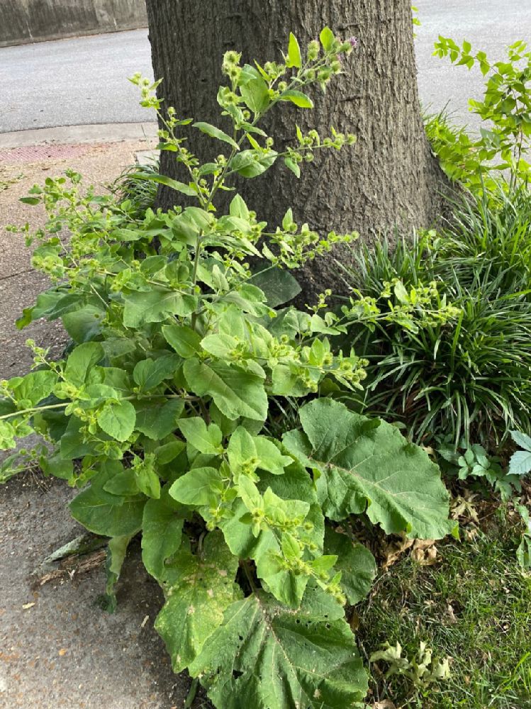 Asteraceae Arctium minus