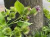image of Arctium minus