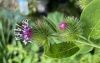 image of Arctium minus