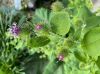 image of Arctium minus