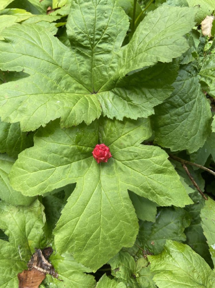 Ranunculaceae Hydrastis canadensis
